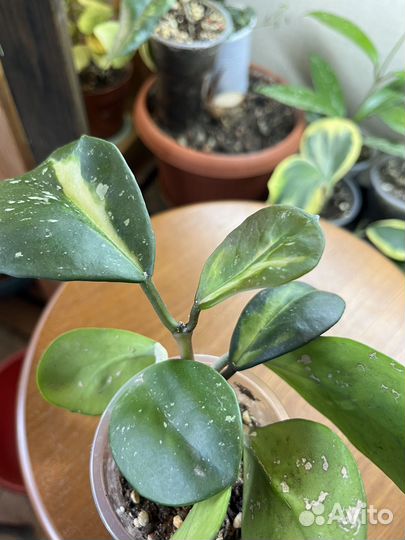 Хоя обовата вариегата