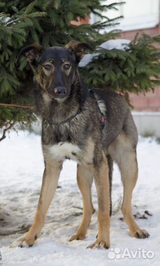 Собака в добрые руки отдам бесплатно
