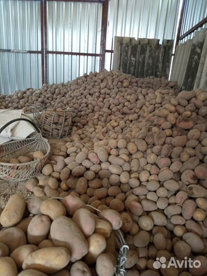 Продаю картофель крупный