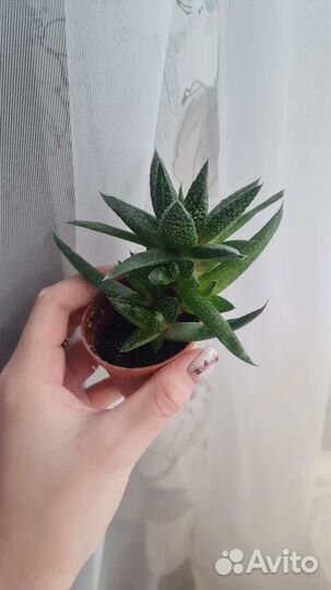 Комнатные цветы