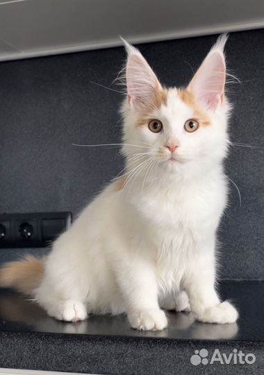 Мейн-кун котик
