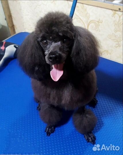 Груминг собак