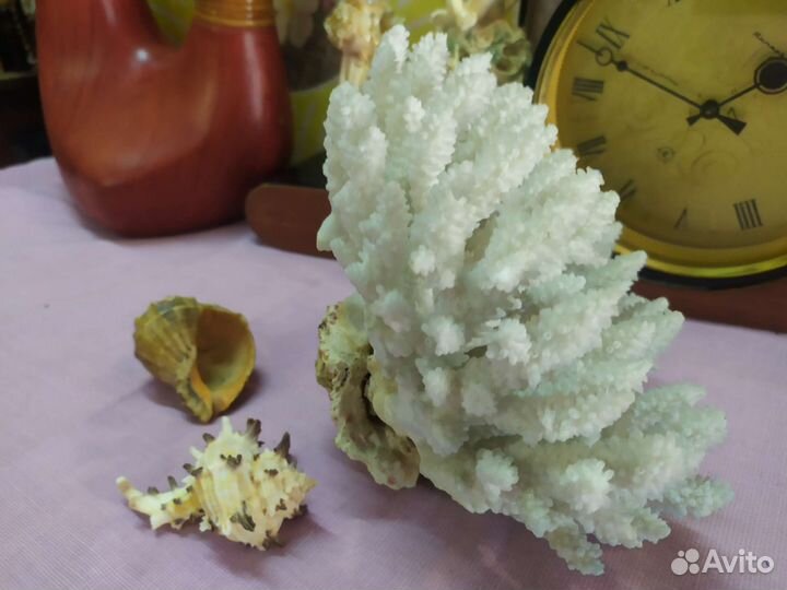 Коралл рапан ракушка натуральные