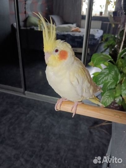 Отдам кореллу девочку в добрые руки