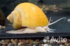 Улитки аквариумные