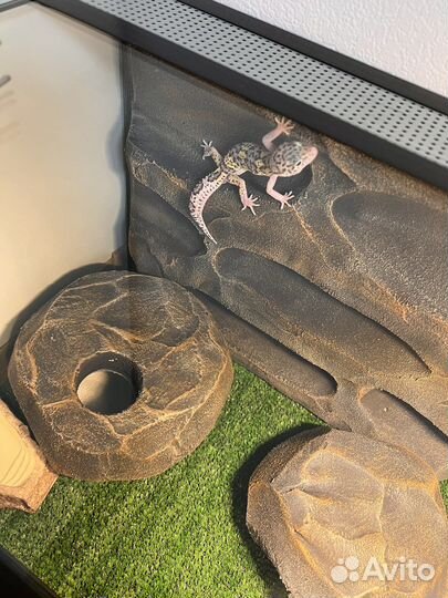 Эублефар самец