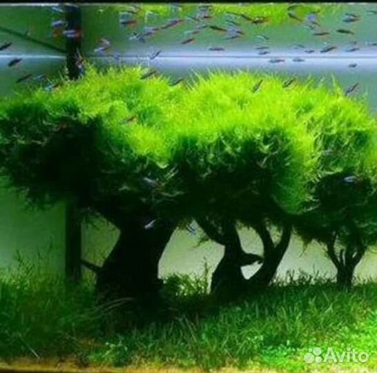 Гранифера улитка.Теодоксус.Запуск,чистка аквариума