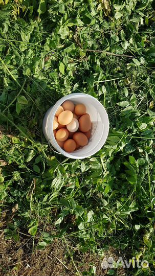 Домашние куриные яйца