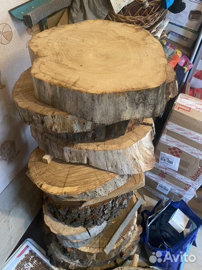 Спилы дуба марёного и нет