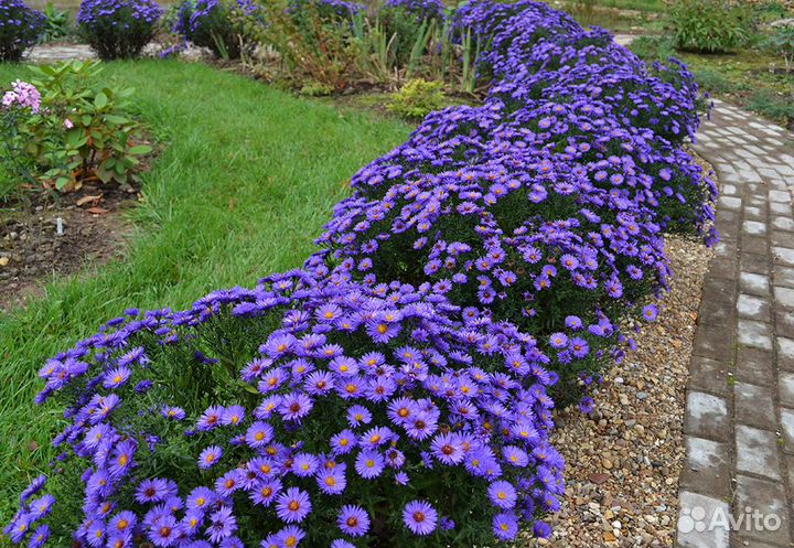 Сентябрин - виргинская Астра - очарование осени