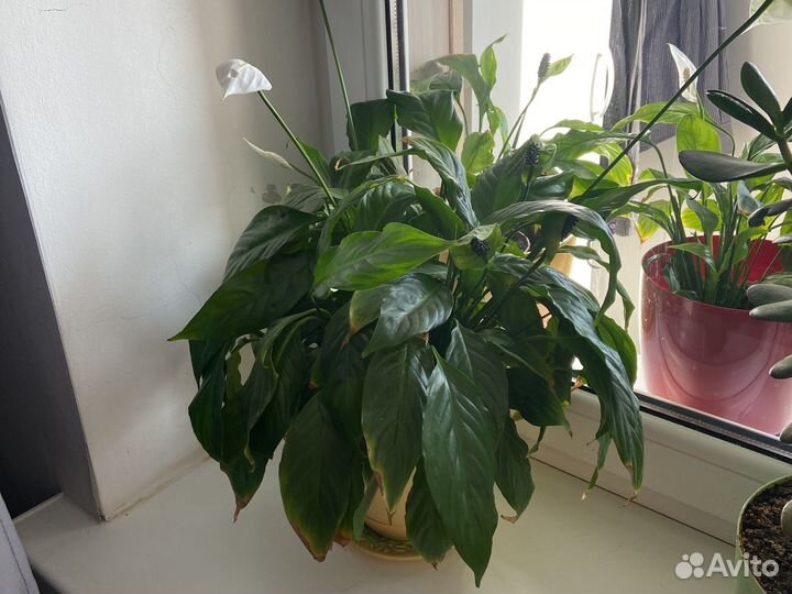 Спатифиллум, денежное дерево