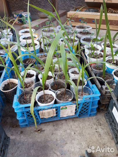 Саженцы: пальмы, мушмула, магнолия