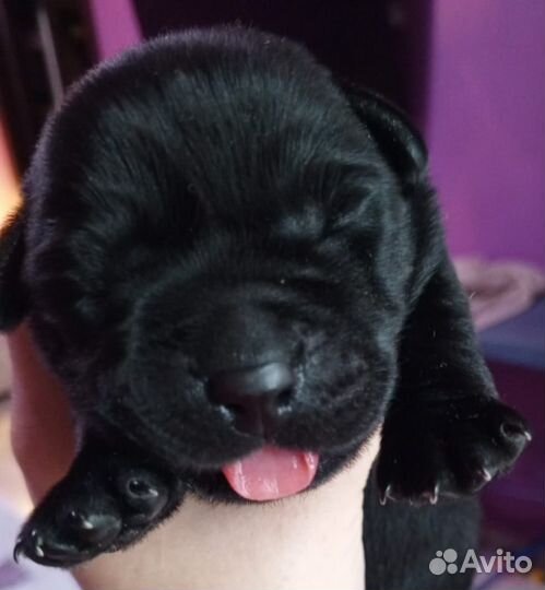 Щенки лабрадора