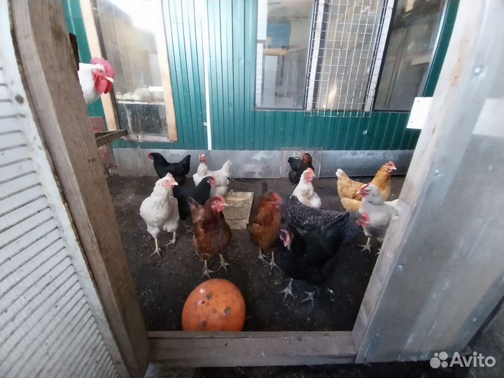 Куры несушки годовалые