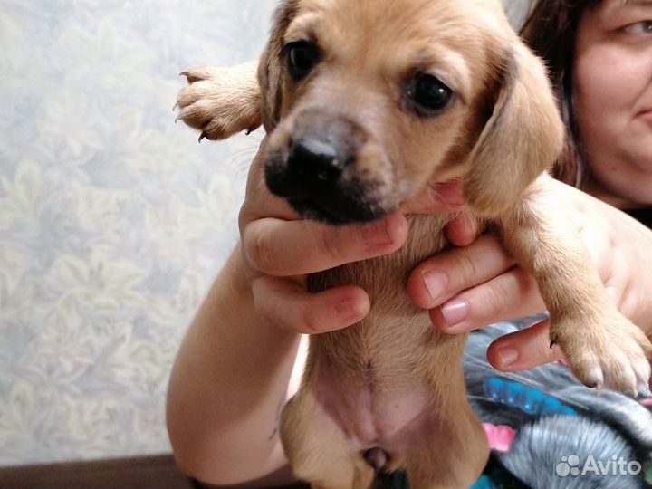 Собаки бесплатно. одна.бронь до 29 вкл