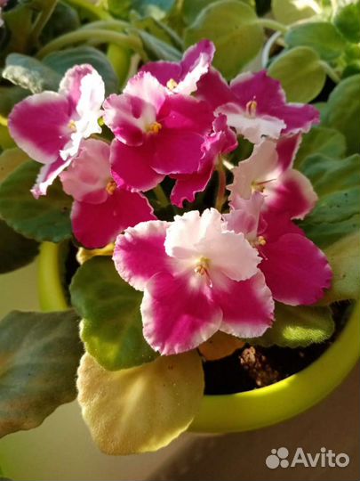 Фиалки цветущие