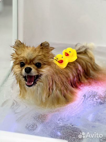 Стрижка собак