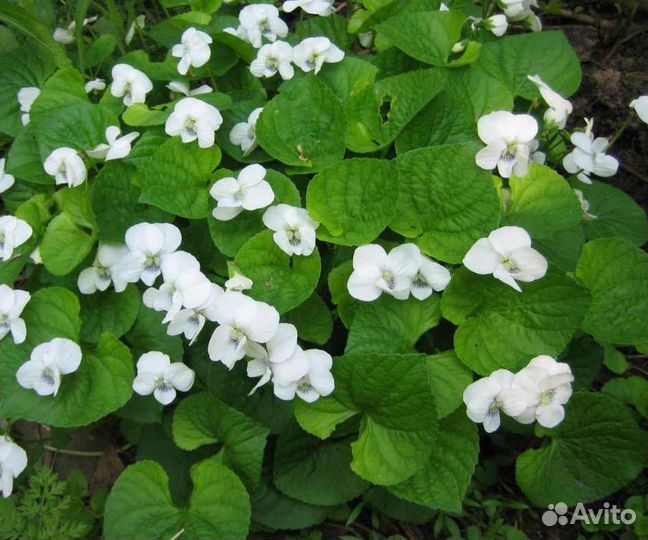 Фиалка садовая