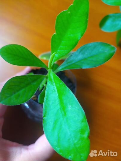 Цветы комнатные