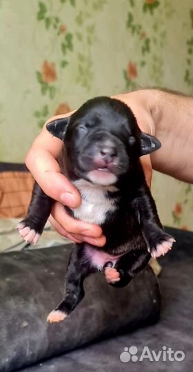 Щенки питбуля