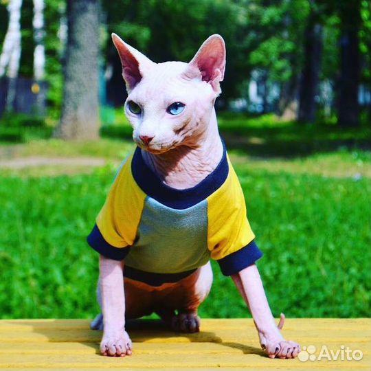 Канадский сфинкс Вязка