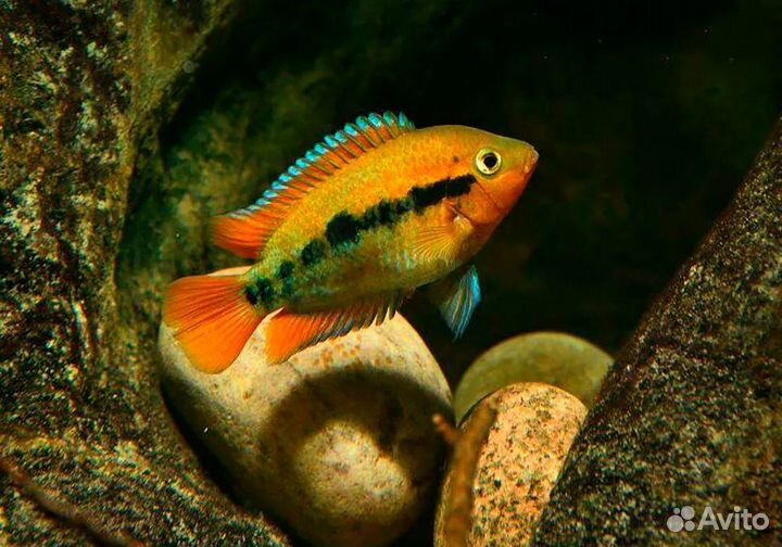 Радужная цихлазома