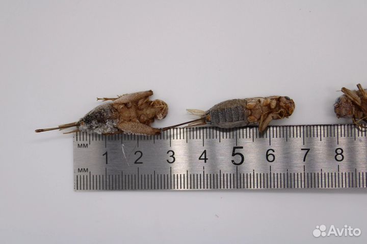 Сверчки заморозка