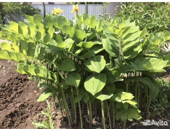 Многолетние цветы