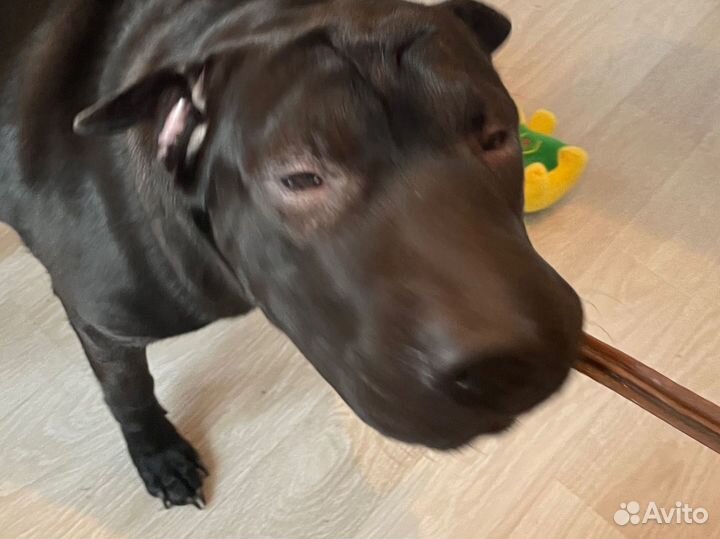 Собака террористка щенок шарпея