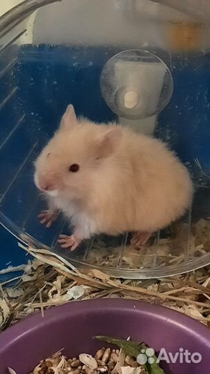 Ангорские хомячки и клетки