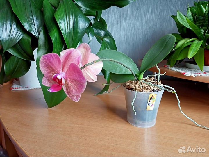 Орхидея фаленопсис Raoul