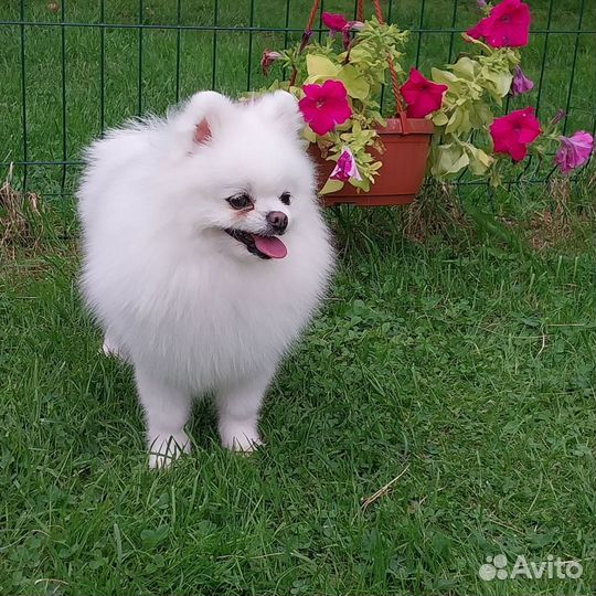 Белая помераночка Принцесса Монро