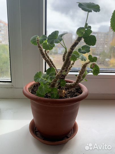 Комнатные растения