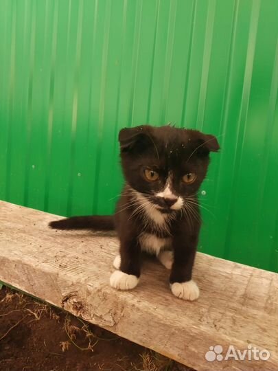 Вислоухие шотландские котята (черный, серо-белый)