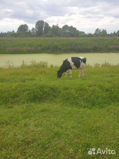 Корова дойная молочная