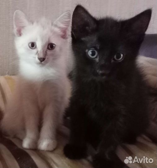 Котята