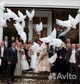 Голуби, биоголуби