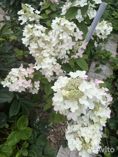 Гортензия / срезы цветок для букетов