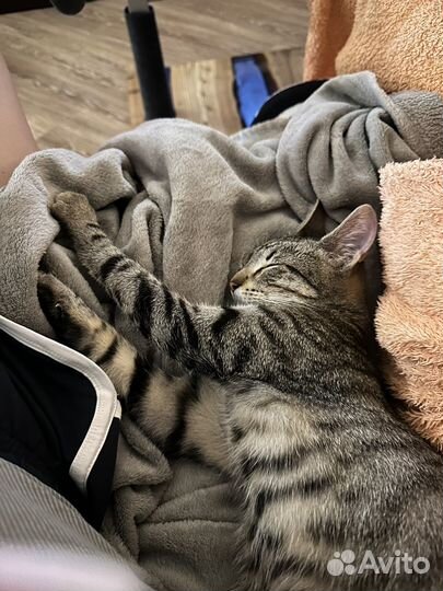 Котенок с улицы