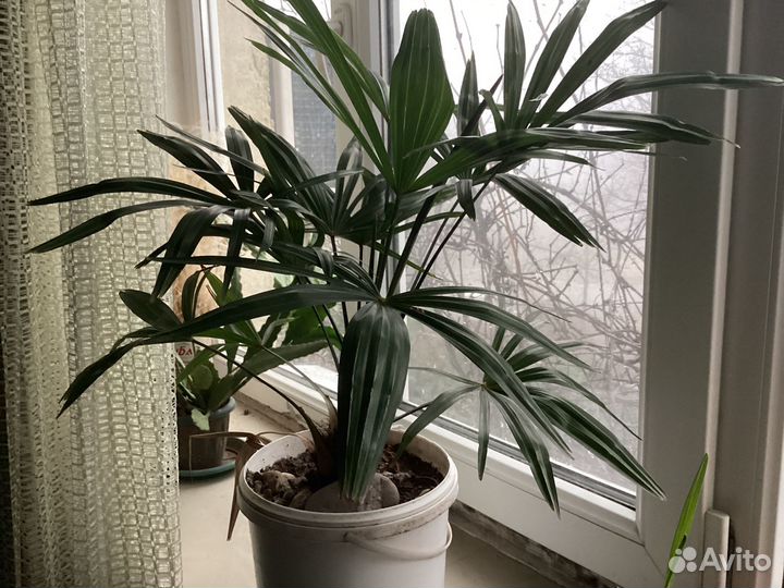 Веерные пальмы