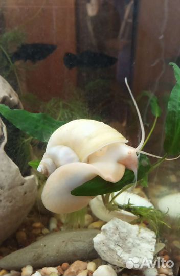 Улитки ампулярии аквариумные