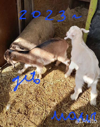 Камерунские козы