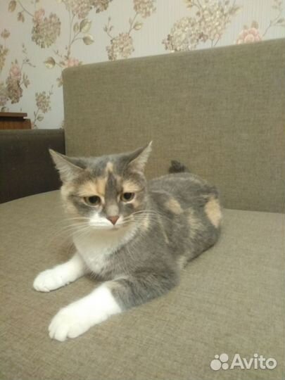 Кошка в дар