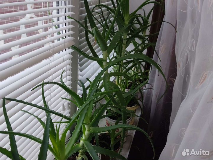 Алоэ вера лечебный