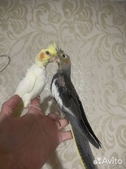 Птенцы корелла