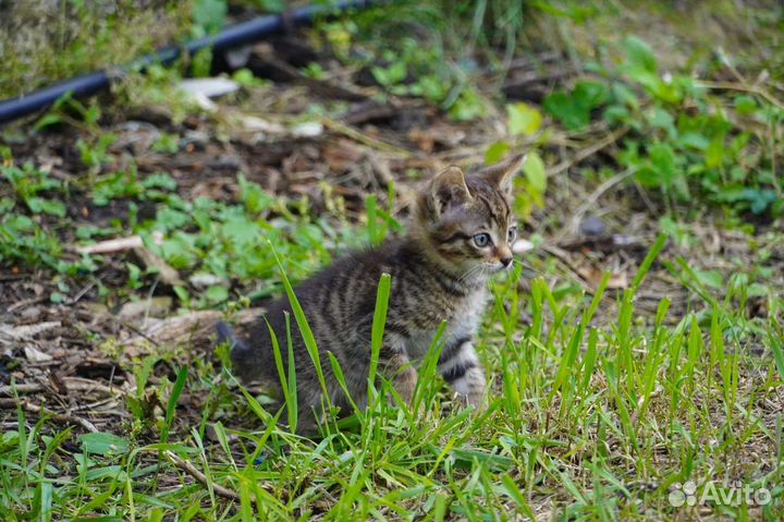 Отдам котят в добрые руки
