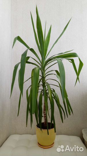 Пальма Юкка