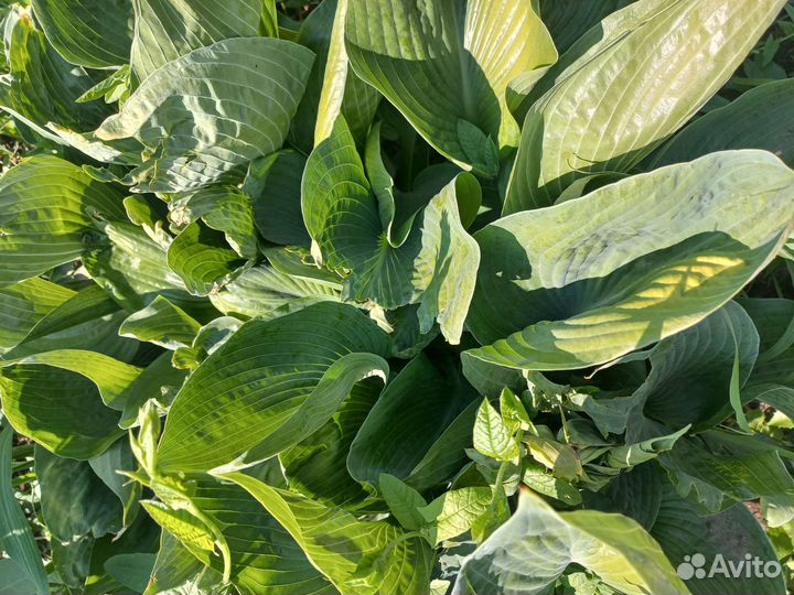 Многолетние цветы для сада