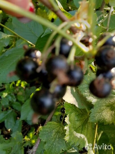 Смородина черная