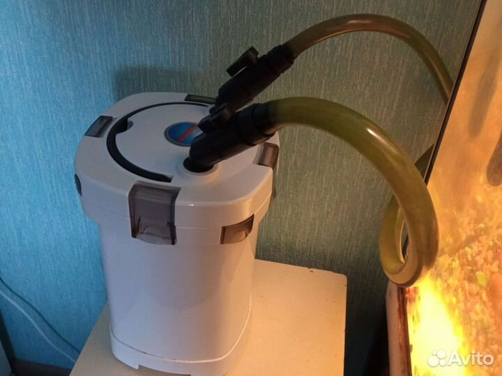 Аквариум.Рыба, цихлозома бриллиантовая, алуокара